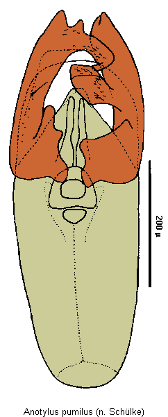 anotylus_pumilus.gif