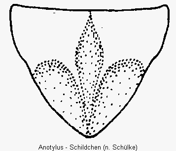 anotylus_sch.gif