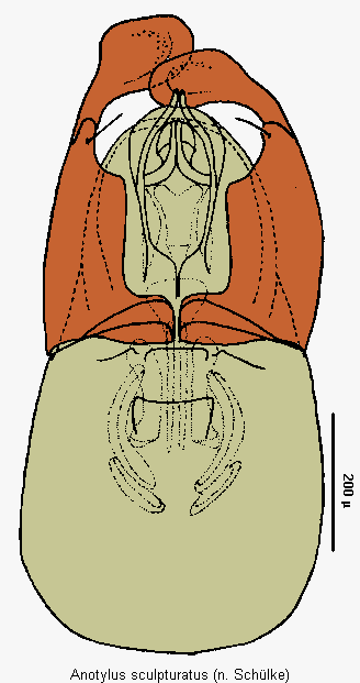 anotylus_sculpturatus2.gif