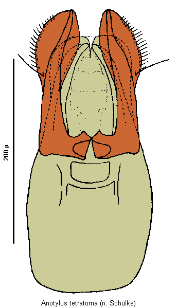 anotylus_tetratoma.gif