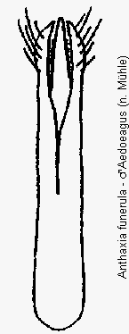 anthaxia_funerula.gif