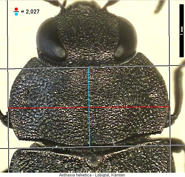 anthaxia_helvetica_vk.jpg