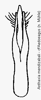 anthaxia_mendizabali.gif