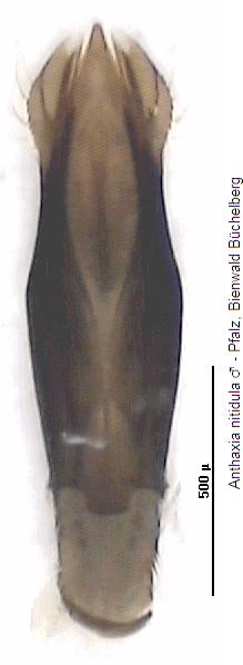 anthaxia_nitidula.jpg