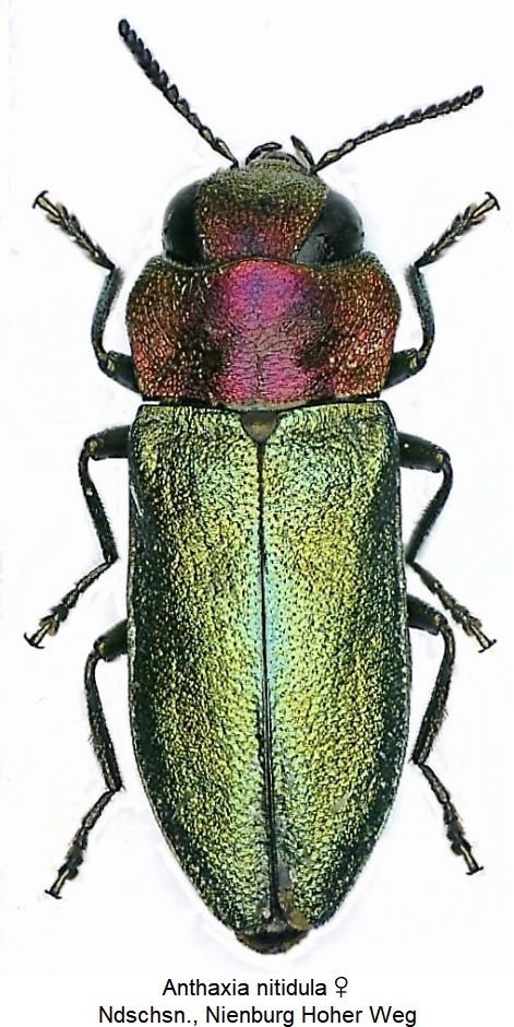 anthaxia_nitidula_w_hab.jpg