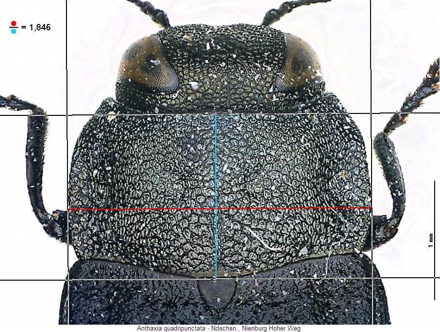 anthaxia_quadripunctata_hsch.jpg