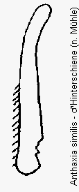 anthaxia_similis_hschn.gif