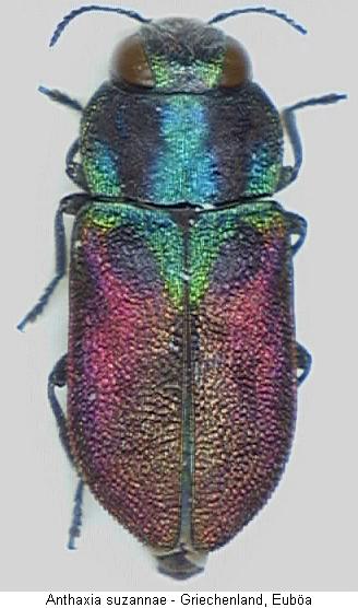 anthaxia_suzannae_hab.jpg