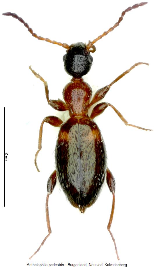 anthelephila_pedestris_hab.jpg