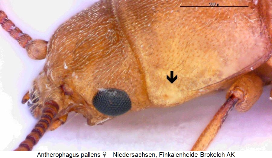 antherophagus_pallens_vk.jpg