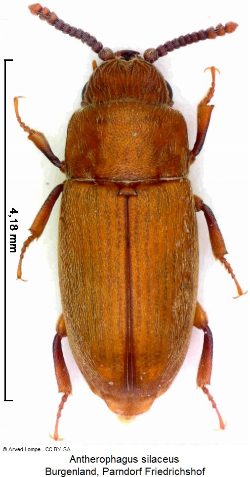 antherophagus_silaceus_hab.jpg