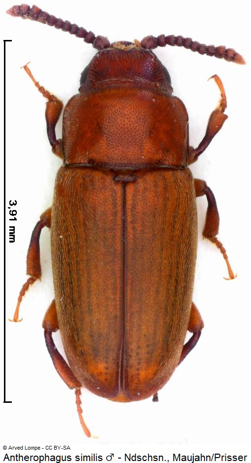 antherophagus_similis_m_hab.jpg