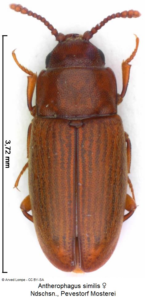 antherophagus_similis_w_hab.jpg