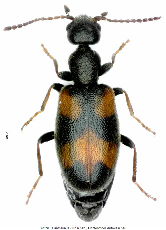 anthicus_antherinus_hab2.jpg