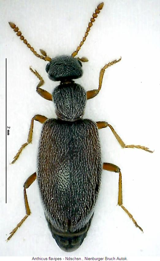 anthicus_flavipes_hab.jpg