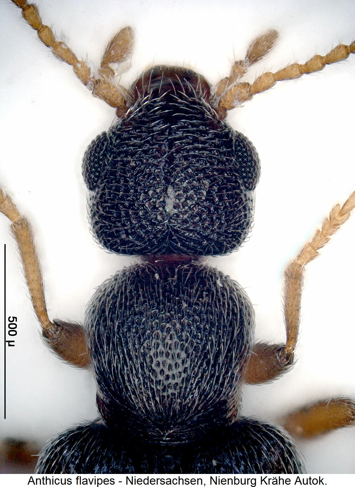 anthicus_flavipes_vk1.jpg