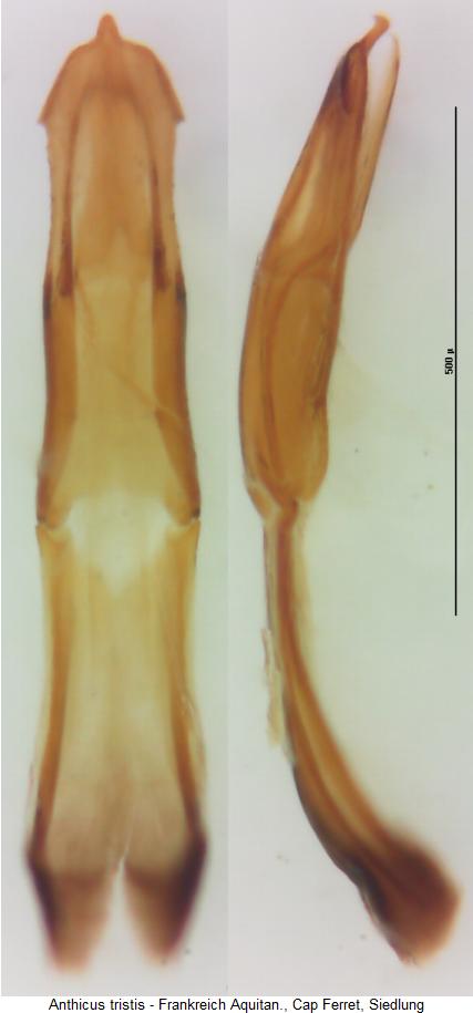 anthicus_tristis.jpg