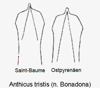 anthicus_tristis2.gif