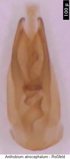 anthobium_atrocephalum.jpg