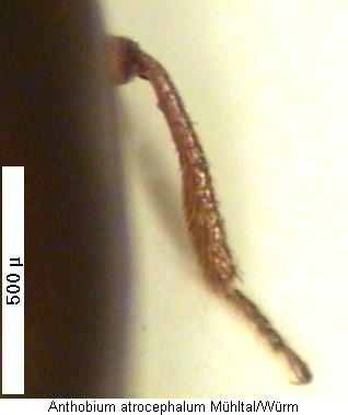 anthobium_atrocephalum_mschn.jpg