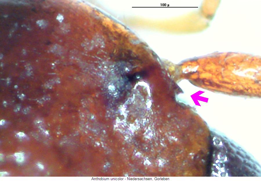 anthobium_unicolor_k.jpg