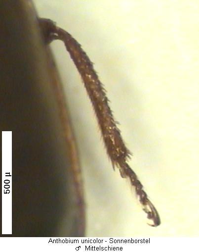 anthobium_unicolor_mschn.jpg