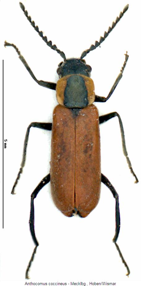 anthocomus_coccineus_hab.jpg