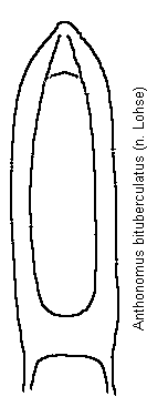 anthonomus_bituberculatus.gif