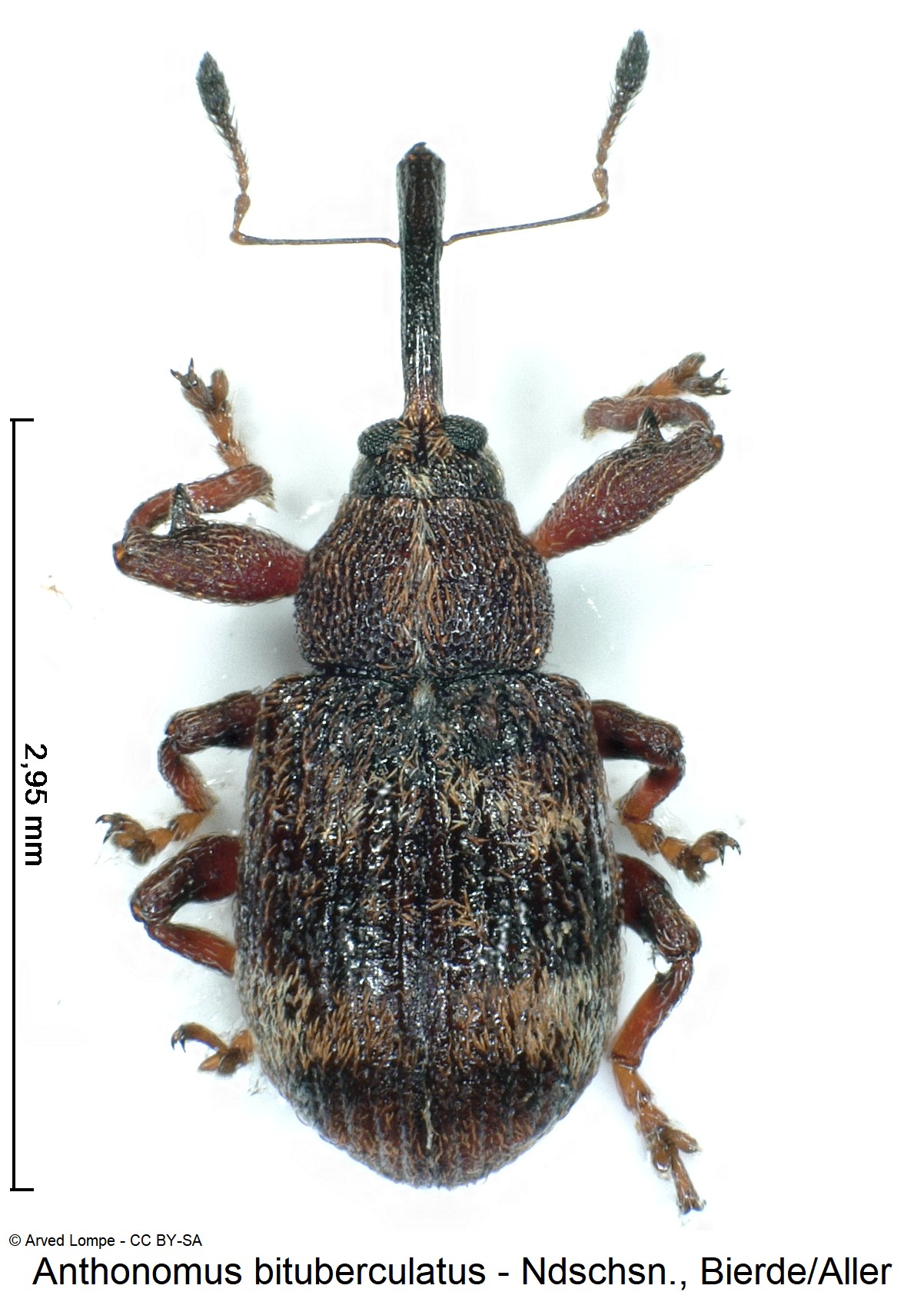 anthonomus_bituberculatus_ck35929849_hab.jpg