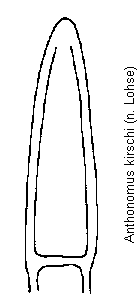 anthonomus_kirschi.gif