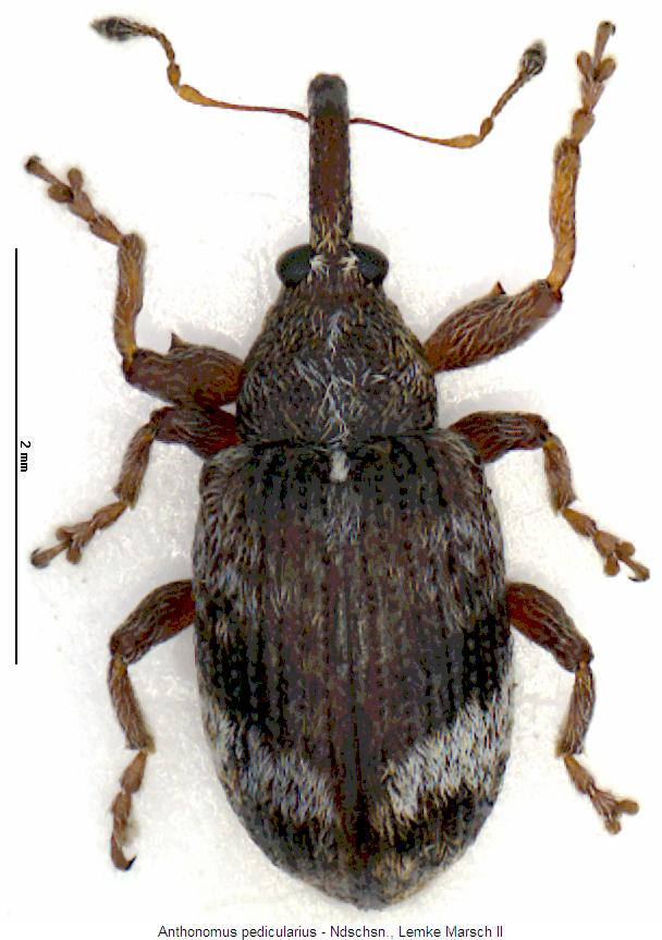 anthonomus_pedicularius_hab.jpg