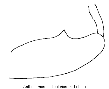 anthonomus_pedicularius_vschl.gif
