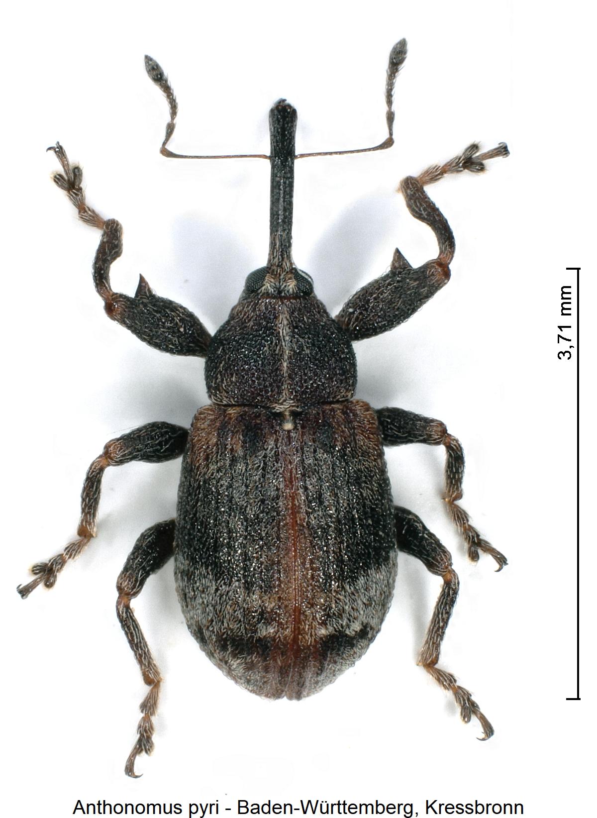 anthonomus_pyri_hab.jpg