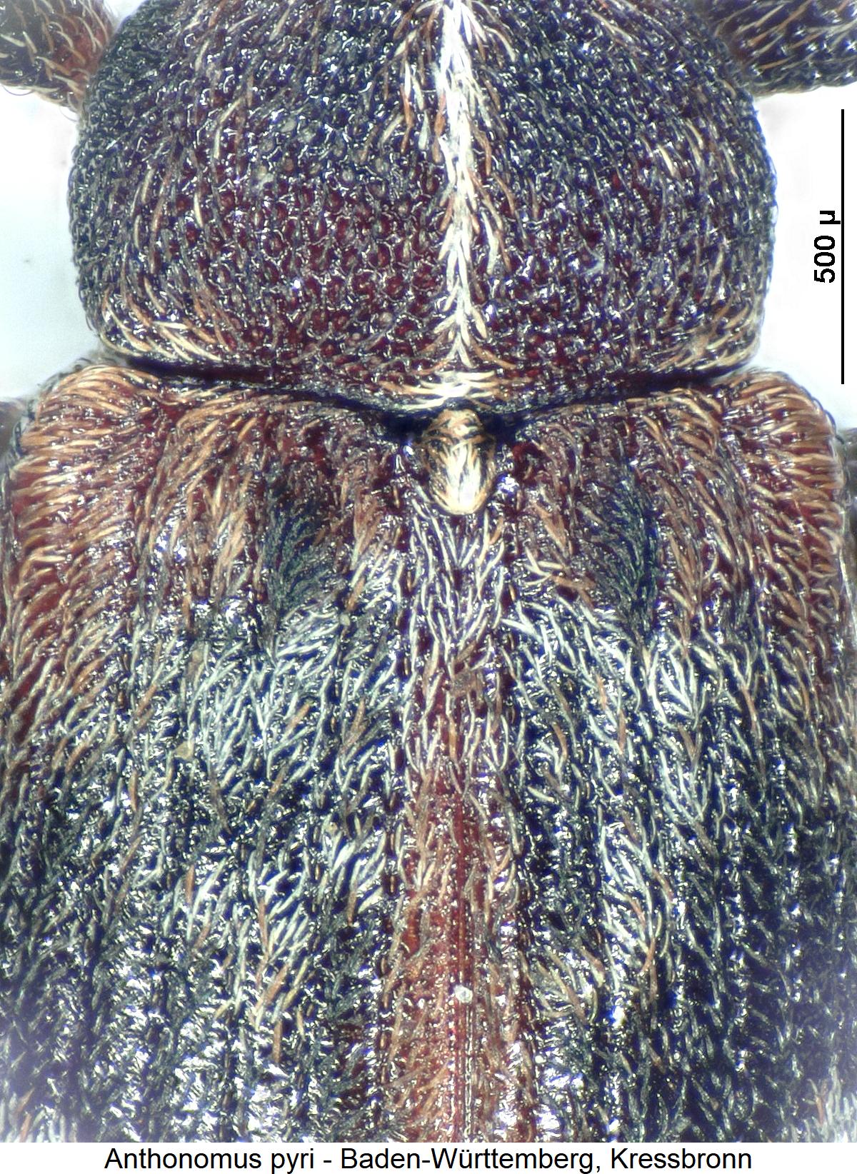 anthonomus_pyri_scut.jpg