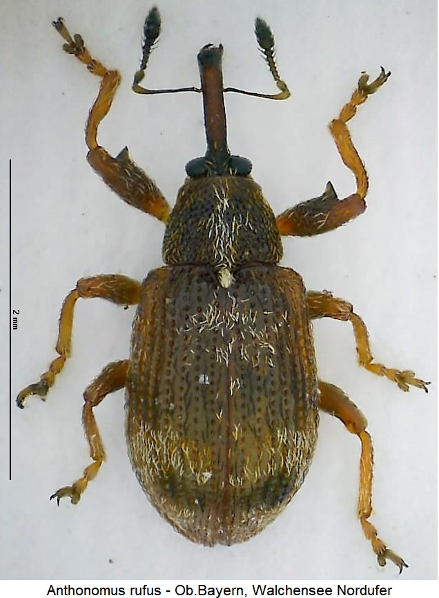 anthonomus_rufus_hab.jpg