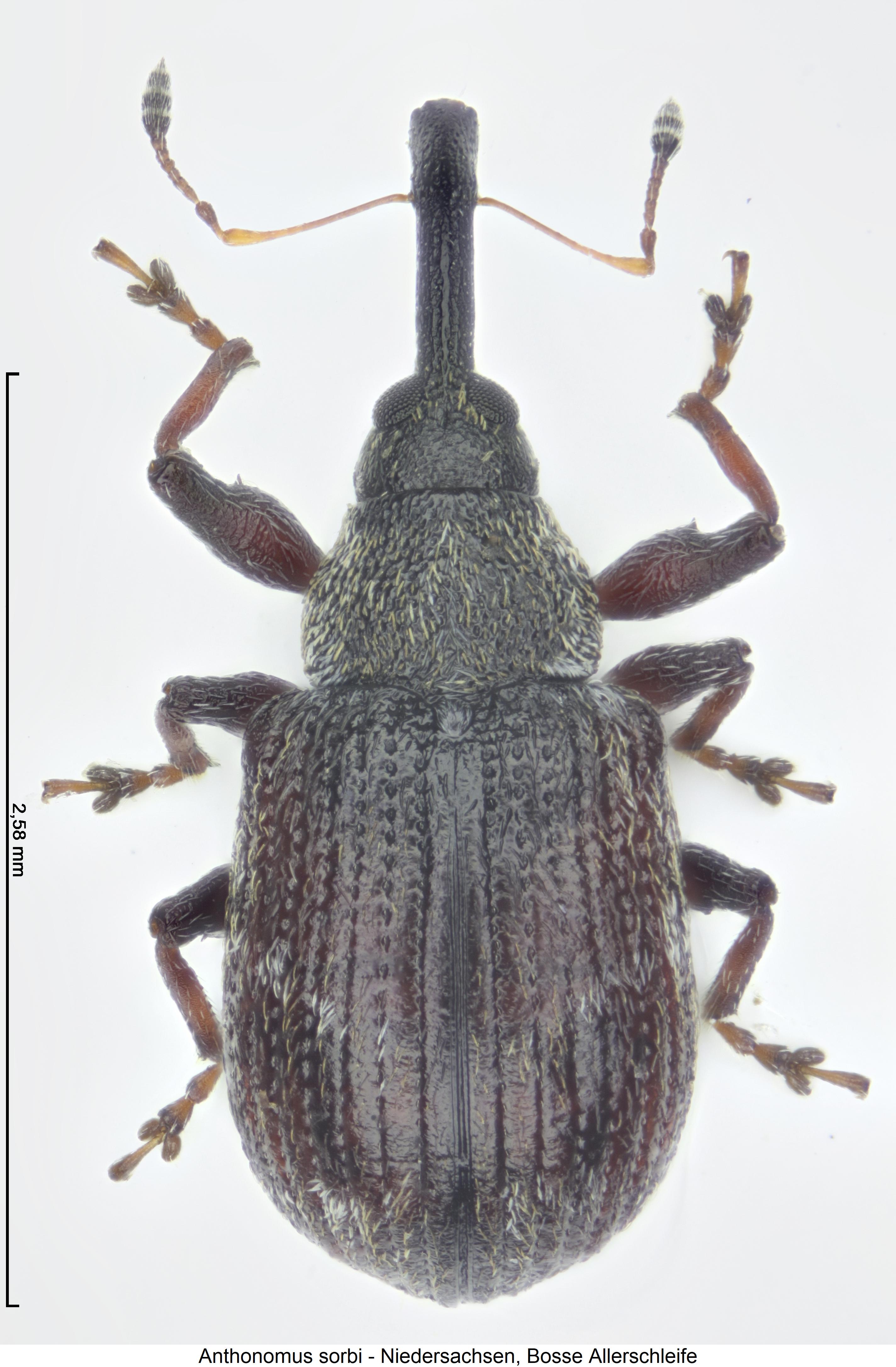 anthonomus_sorbi_hab.jpg
