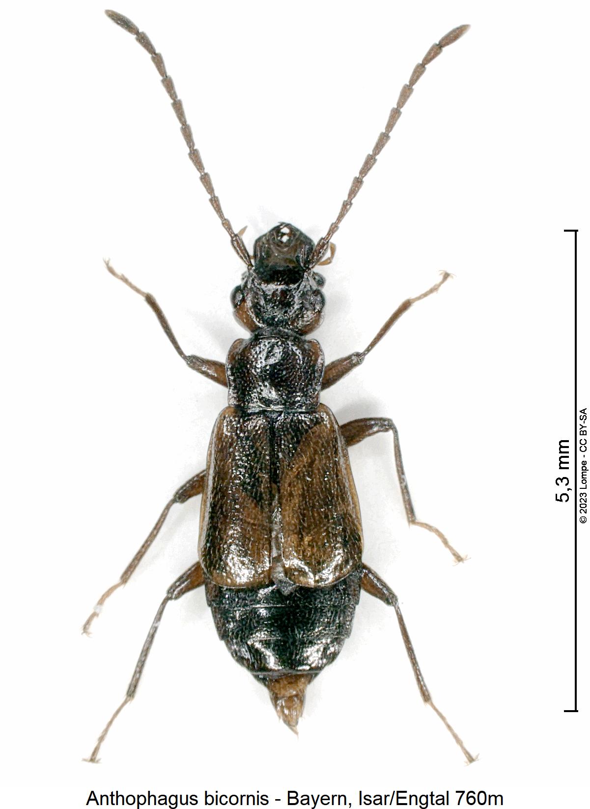 anthophagus_bicornis_hab.jpg
