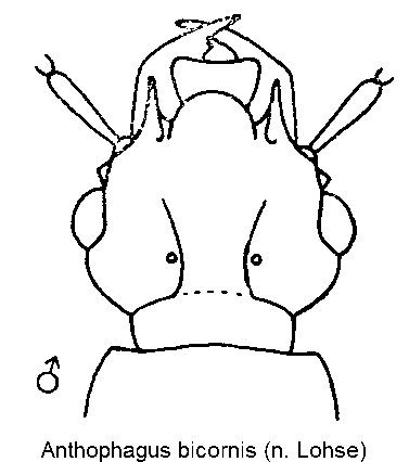 anthophagus_bicornis_m_k.gif