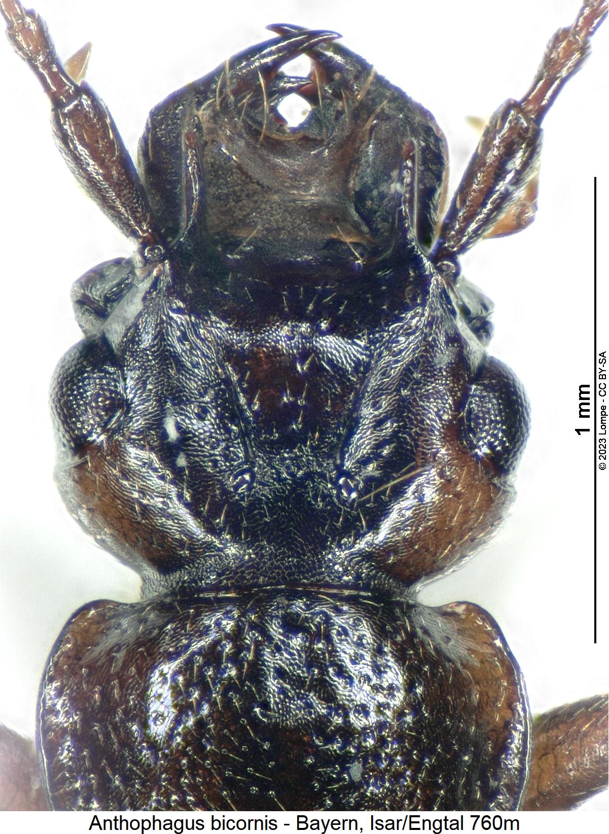 anthophagus_bicornis_m_k.jpg
