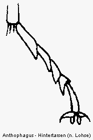 anthophagus_htr.gif