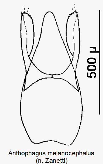 anthophagus_melanocephalus.gif