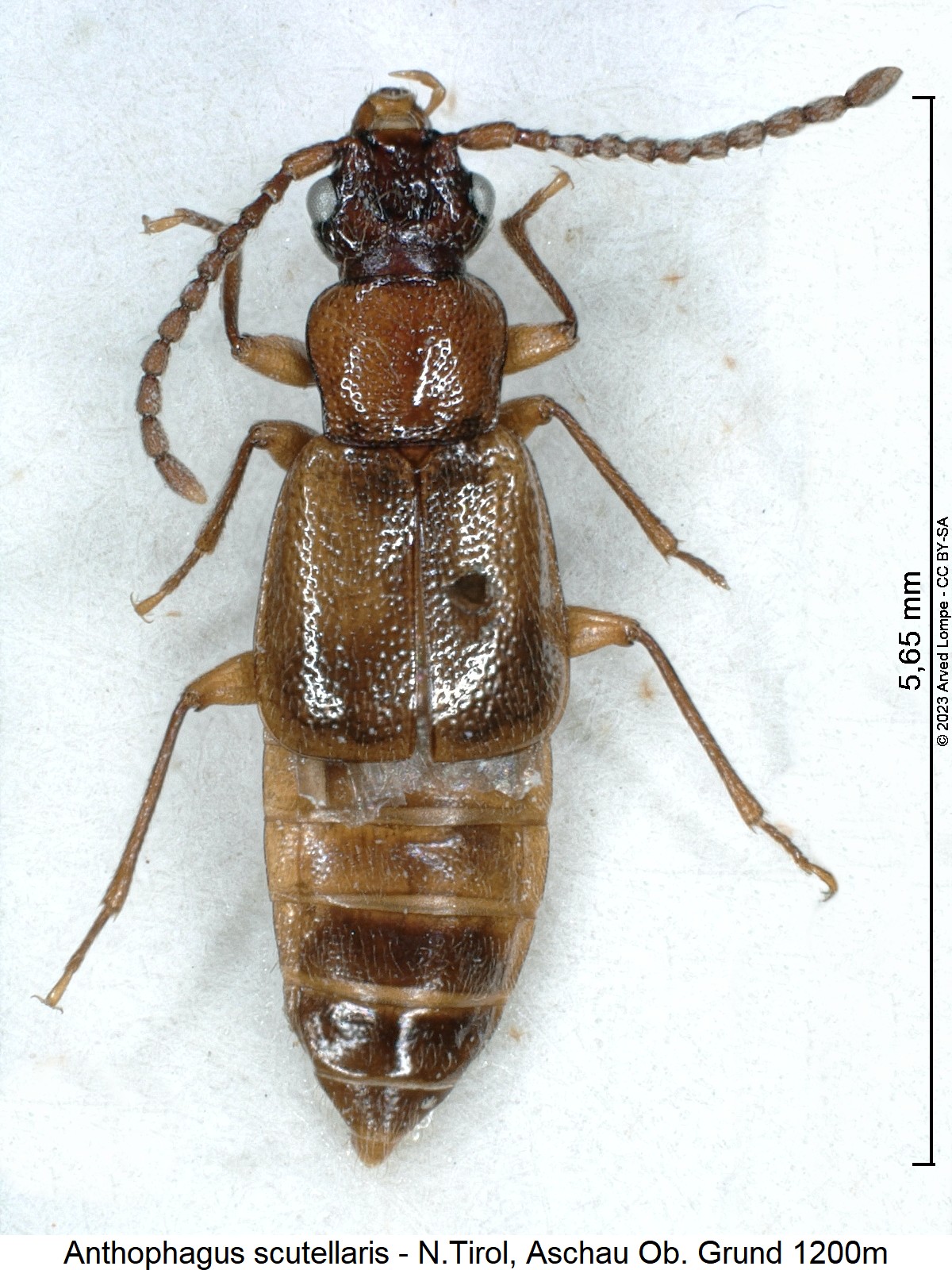 anthophagus_scutellaris_hab.jpg