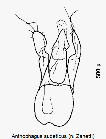 anthophagus_sudeticus.gif