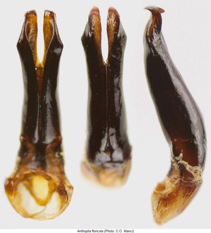 anthoplia_floricola.jpg