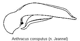 anthracus_consputus.gif