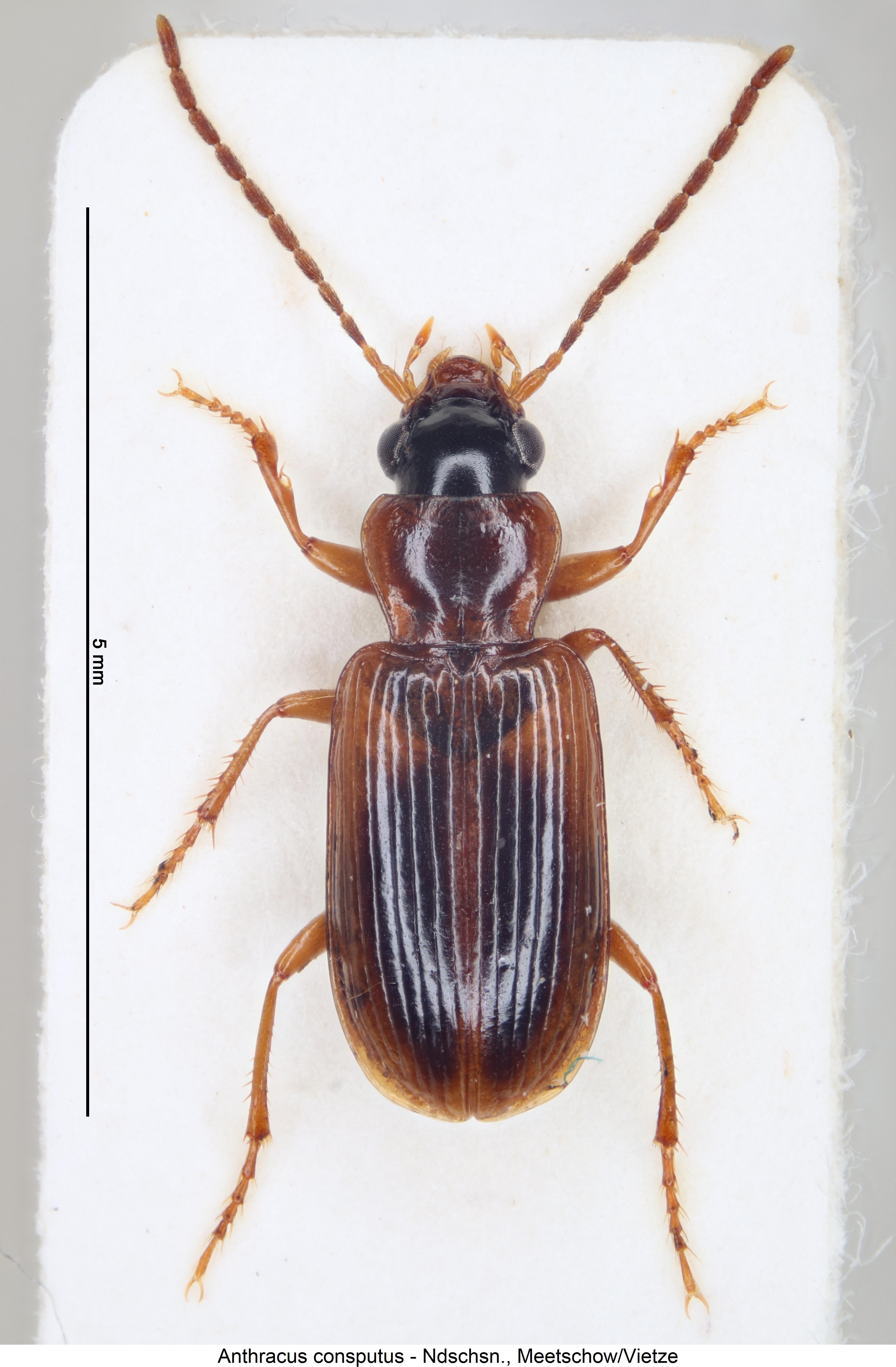 anthracus_consputus_hab.jpg