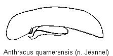 anthracus_quarnerensis.jpg