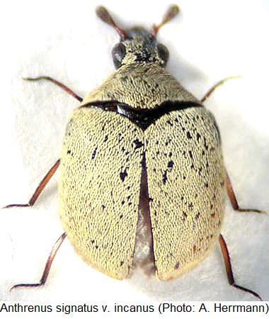 anthrenus_incanus_hab.jpg