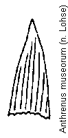 anthrenus_museorum_schuppen.gif
