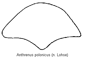 anthrenus_polonicus_hsch.gif